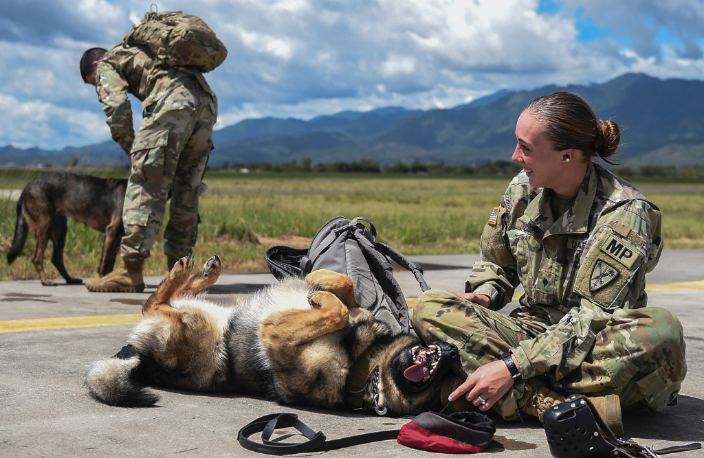 an Military Working Dog Handler at work