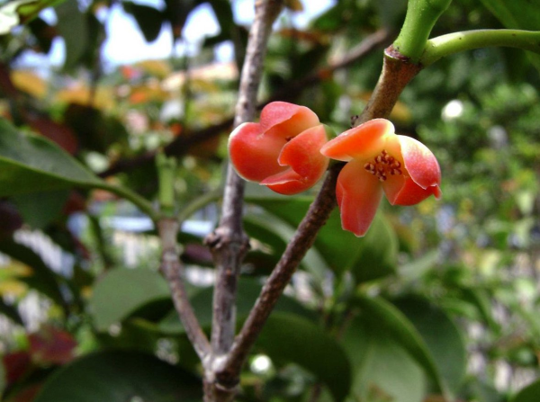 garcinia sessilis flowers - a primary ingredient in leanbean