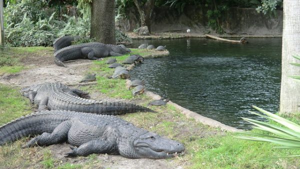 busch gardens alligators