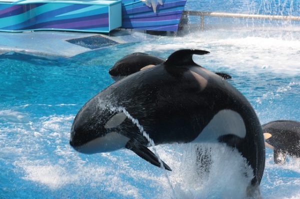 seaworld orca