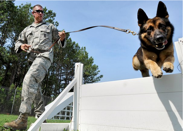 Army Military Working Dog Handler (MOS 31K)