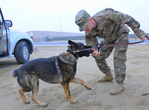 Military Working Dog Handler MOS 31K