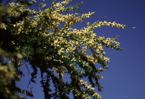 Acacia Rigidula