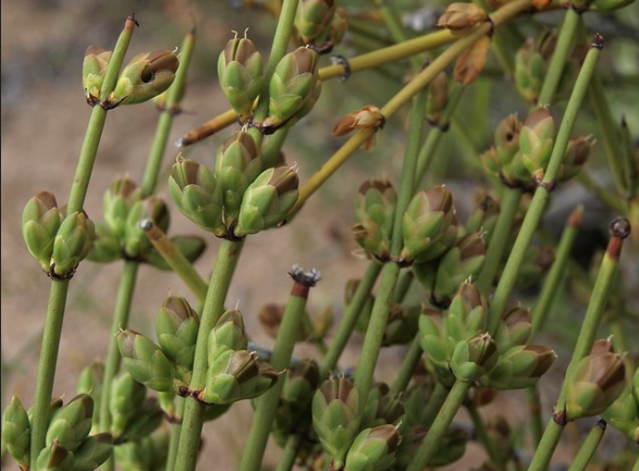 Ephedra