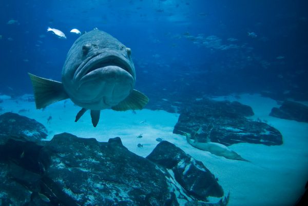 fisheye georgia aquarium