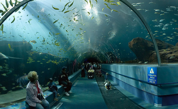 voyageur tunnel georgia aquarium
