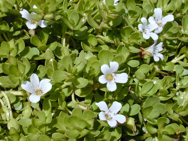 bacopa monnieri flowers and leaves - mind lab pro ingredient