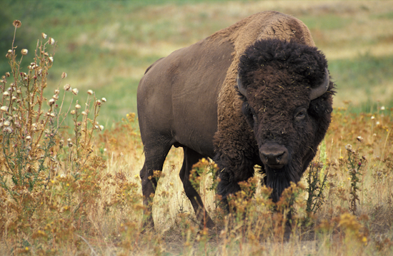 american bison