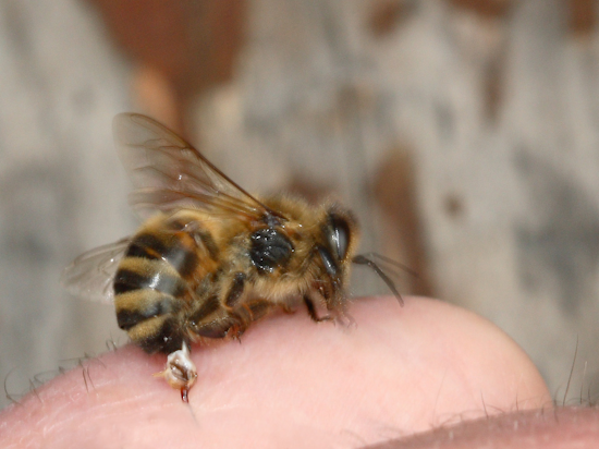 joining the military with insect allergies