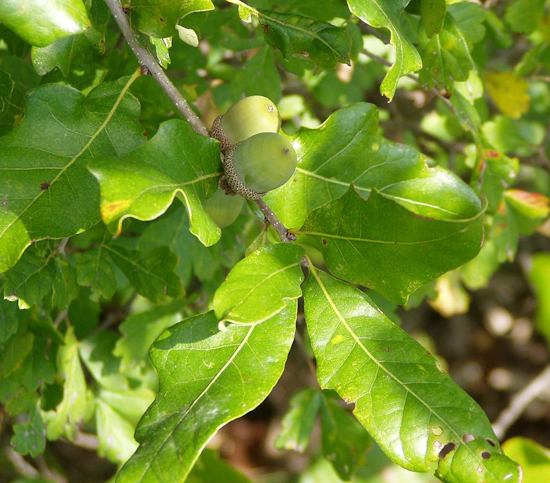 oak tree symbol for freedom and liberty