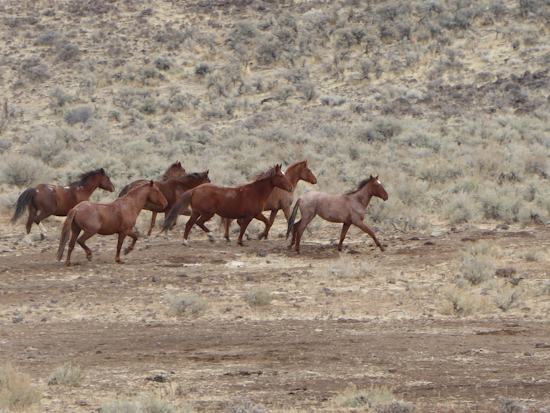 wild horses