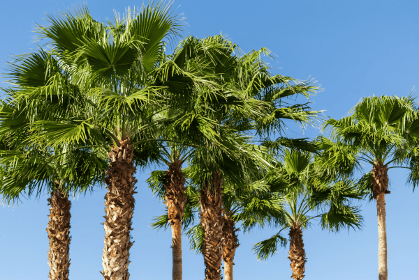 florida bah rates by city